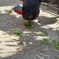 بوقلمون برنز نروماده اصل محلی جهرم|حیوانات مزرعه|جهرم, |دیوار