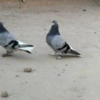 سبز دم سفید|پرنده|بهبهان, |دیوار