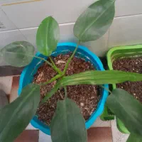 گل طبیعی|گل و گیاه طبیعی|مرودشت, فرهنگ|دیوار