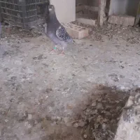 جوجه المانی|پرنده|زهک, |دیوار