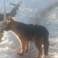 سگ ژرمن شپرد|سگ|شاهین‌شهر, شهرک صنعتی|دیوار