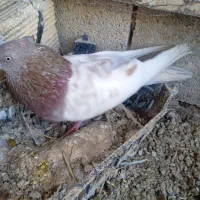 کبوتر|پرنده|سرپل ذهاب, |دیوار