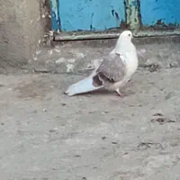 کبوتر دوکت نو ریز|پرنده|کبودرآهنگ, |دیوار