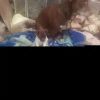 گمشده|حیوانات|تربت جام, معدآباد|دیوار