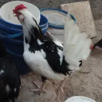 جوجه محلی وگلین
