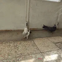 کبوتر پر|پرنده|شهرکرد, |دیوار