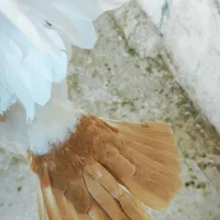 ماده دمب زرد دور چشم دار|پرنده|کرمان, |دیوار