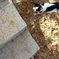 واگذاری بچه گربه  نژاد تاکسیدو