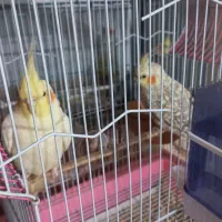 دو تا عروس هلندی جوجه ماده|پرنده|فردیس, سپید دشت|دیوار