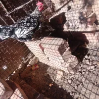 مرغ دورگه|حیوانات مزرعه|خاش, |دیوار