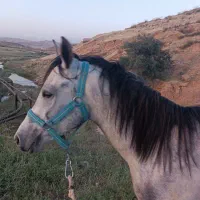 اسب نر ، دوساله ، مدارک دار