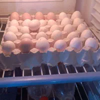 تخم مرغ