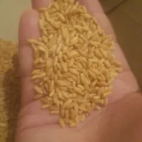 گندم دیم ۲بار بوجاری