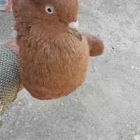 کبوترکله ای