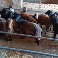 بره نر|حیوانات مزرعه|خنجین, |دیوار