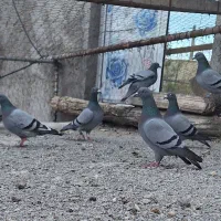 کبوتر مسافتی پلاکی