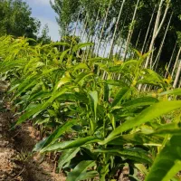 نهال|خدمات باغبانی و درختکاری|مشگین شهر, |دیوار