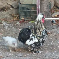 خروس پا پر کاکل دار خوشگل