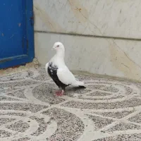 نر دم سیاه تبعیدی