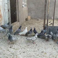 کبوتر پلاکی