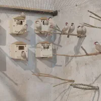 نرگسی شکلاتی|پرنده|یزد, |دیوار