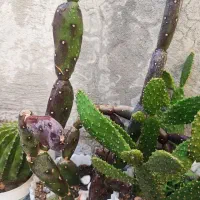گل طبیعی و کاکتوس حراج همه باهم ۵۰۰