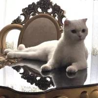اسکاتیش