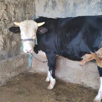 گوساله|حیوانات مزرعه|مسجد سلیمان, |دیوار