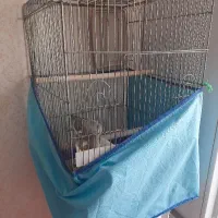 عروس هلندی|پرنده|کاشان, شهرک خاتم الانبیا (مسکن ملی کاشان)|دیوار