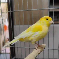 قناری گلستر نر آواز خوان|پرنده|بهارستان, |دیوار