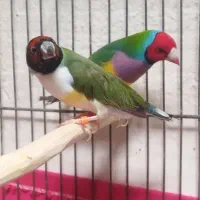 فنج گلدین