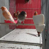 قناری جوان|پرنده|فولادشهر, زاینده رود|دیوار