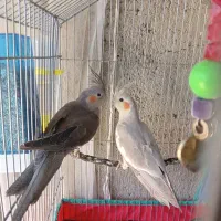 عروس‌ هلندی‌ اهویی