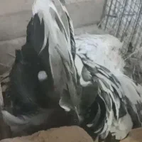 مرغ گلین