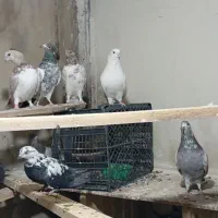 حدود 20عدد کبوتر  پرشی