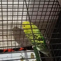 سه تا مرغ عشق|پرنده|گرگان, |دیوار