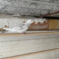 کبوتر گرفتنی|حیوانات|ارومیه, |دیوار