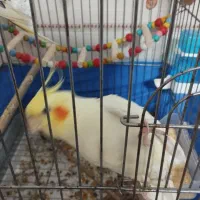 عروس هلندی ماده|پرنده|تهران, کیانشهر|دیوار