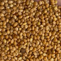 دان کبوتر وعروس /گندم/ ارزن / مخلوط