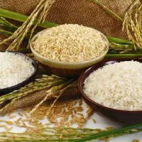 برنج مرغوب کلیویی ۲۳۰ به شرط تست. معطر یا دودی