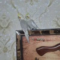 جوجه عروس هلندی رنگ خواص