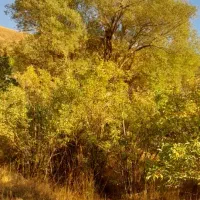 باغچه-در-هشتگرد-چهار-دیواری