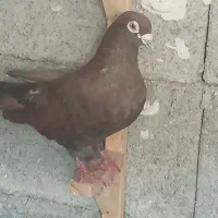 کبوتر تافته باسرخ گلالی