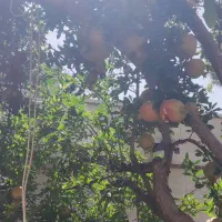 اجاره منزل زیر همکف برای زوج جوان یا دانشجوی خانم|اجارهٔ خانه و ویلا|سبزوار, توحیدشهر|دیوار