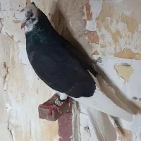 شازده سیاه|پرنده|تهران, بازار|دیوار