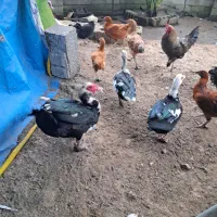 اردک اسرائیلی