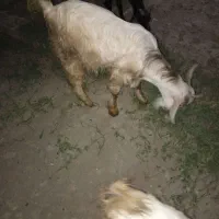 نربز یک عدد بز ماده آبستن