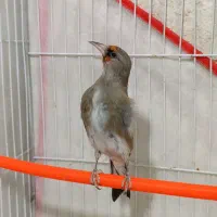 سهره دورگ عتیقه