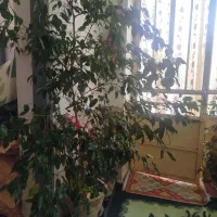 گل بنجامین حدود یک متر ونیم