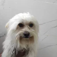 شیتزو خانگی|سگ|شیراز, فرودگاه شهید دستغیب شیراز|دیوار